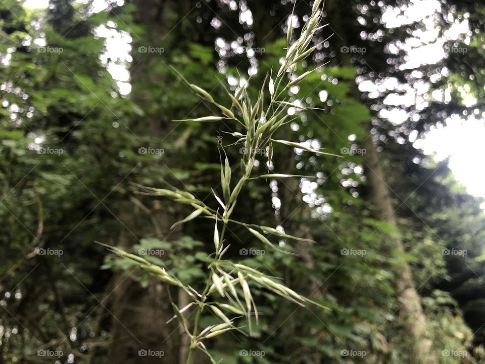 Grass Photograph | HD Picture for Nature and Forest Lovers