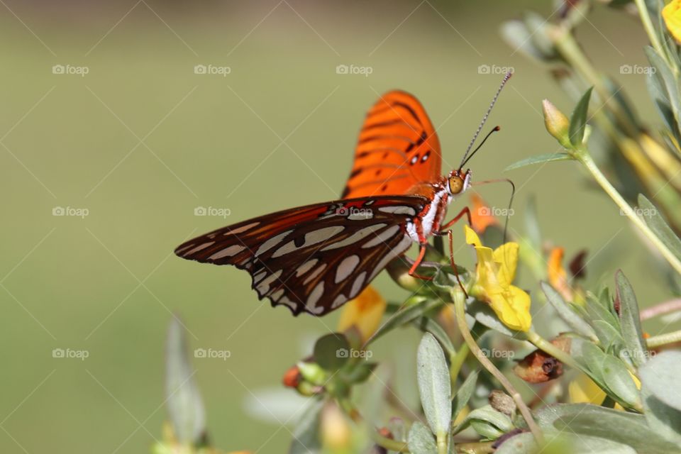 Gulf fritillary Upclose