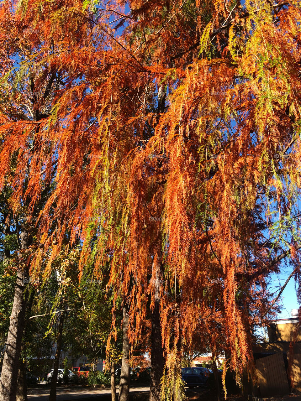 A beautiful weeping willow shows off with leaves turning to yellow and orange. 
