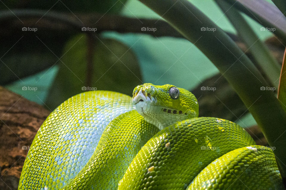 Green tree python curled up on branch