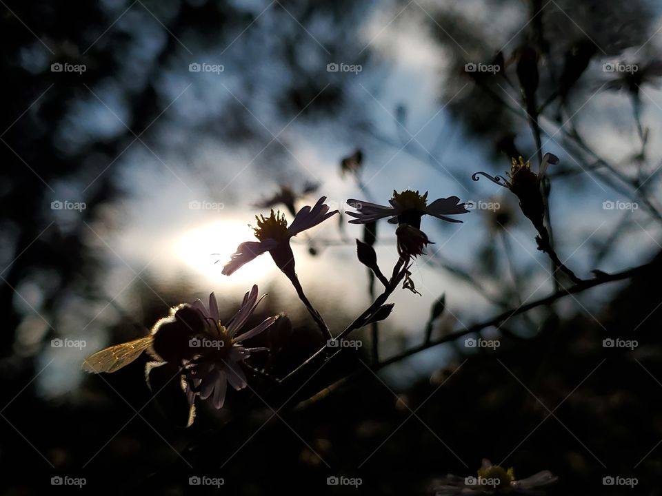 Bee pollinating in the evening as it gets dark and the sun goes down in the distance.