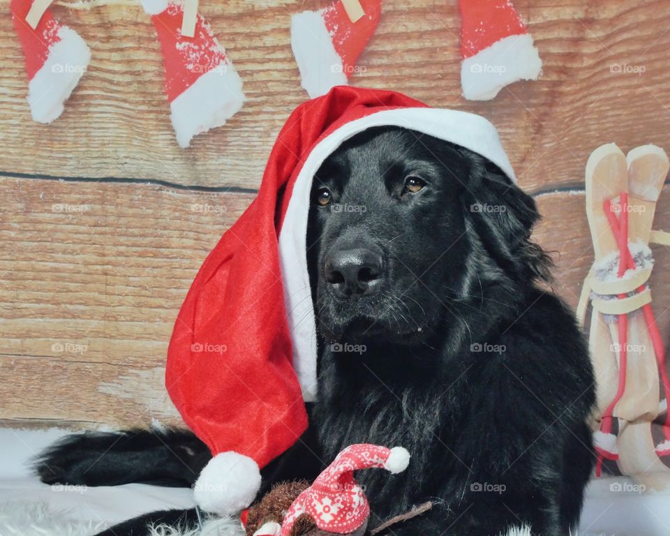 Christmas dog