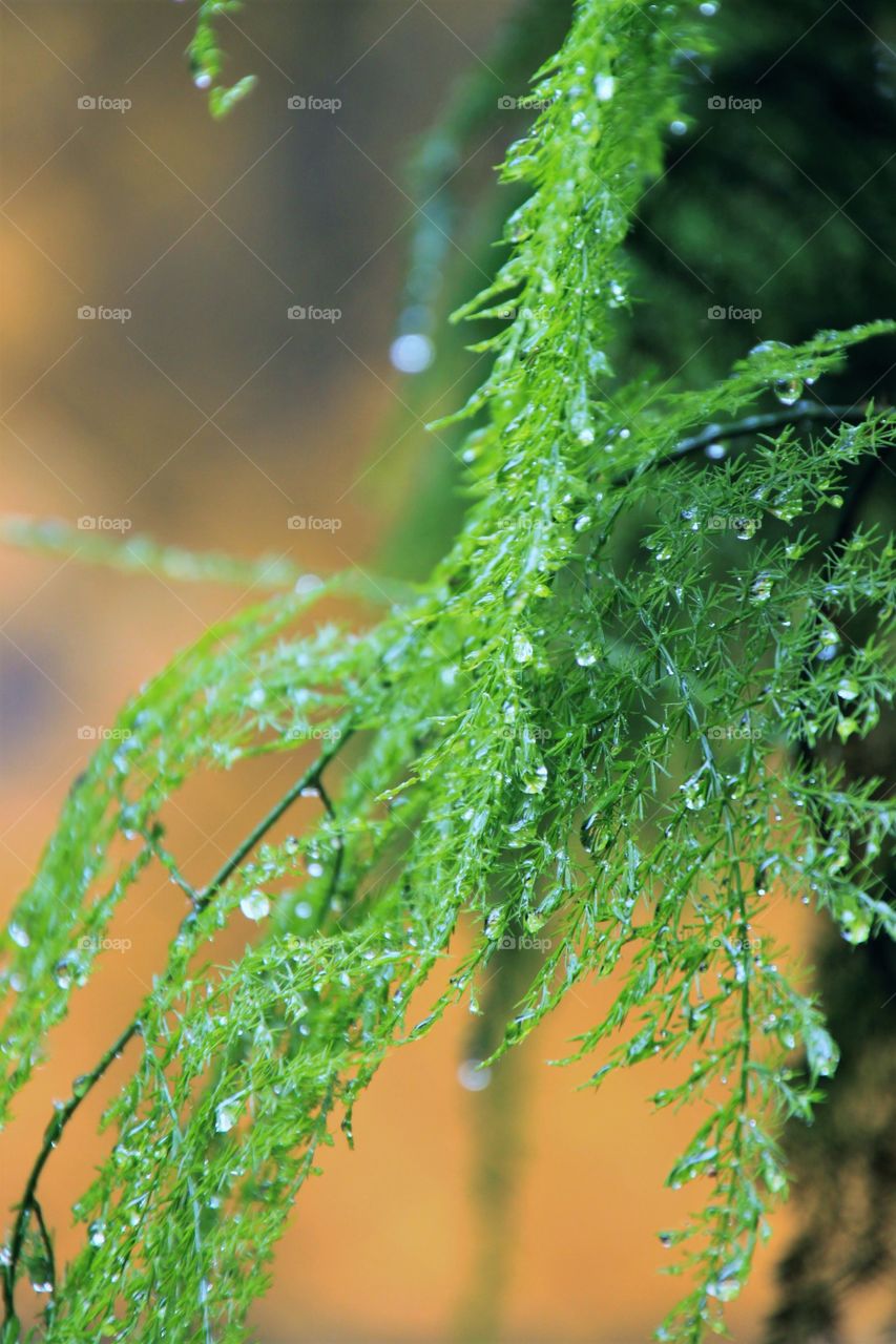 Flora with water drops