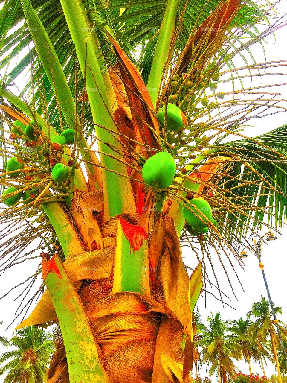 Coconut tree