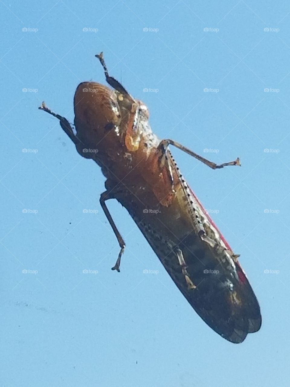 insect