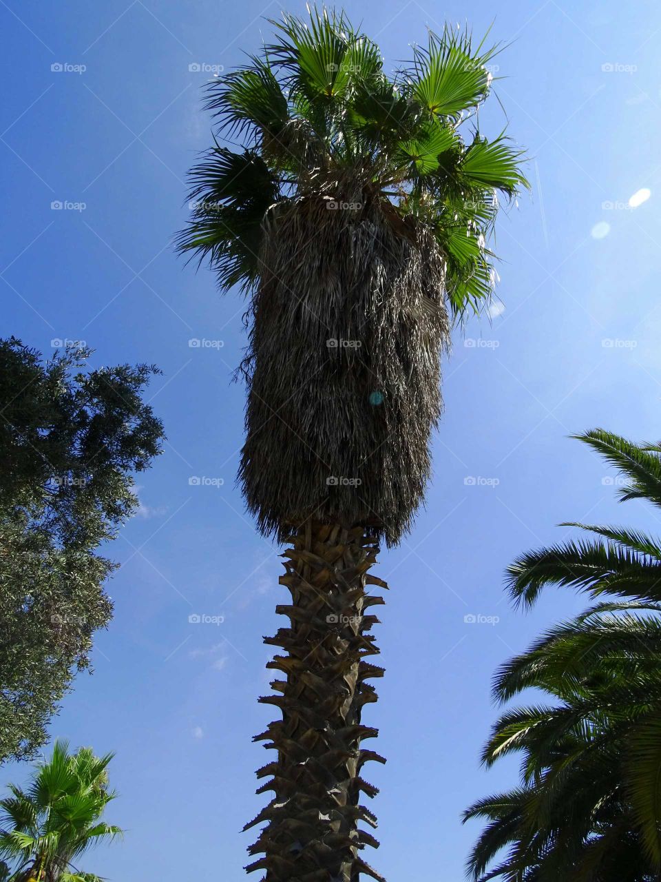 Palm tree