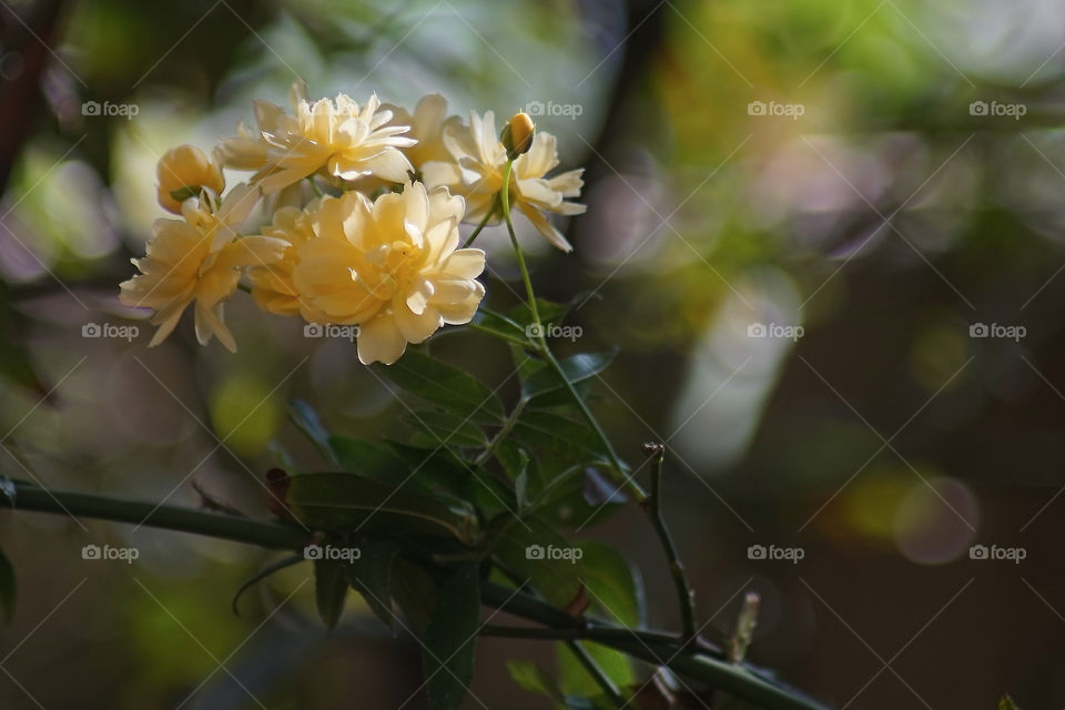 View of flowers and buds on branch