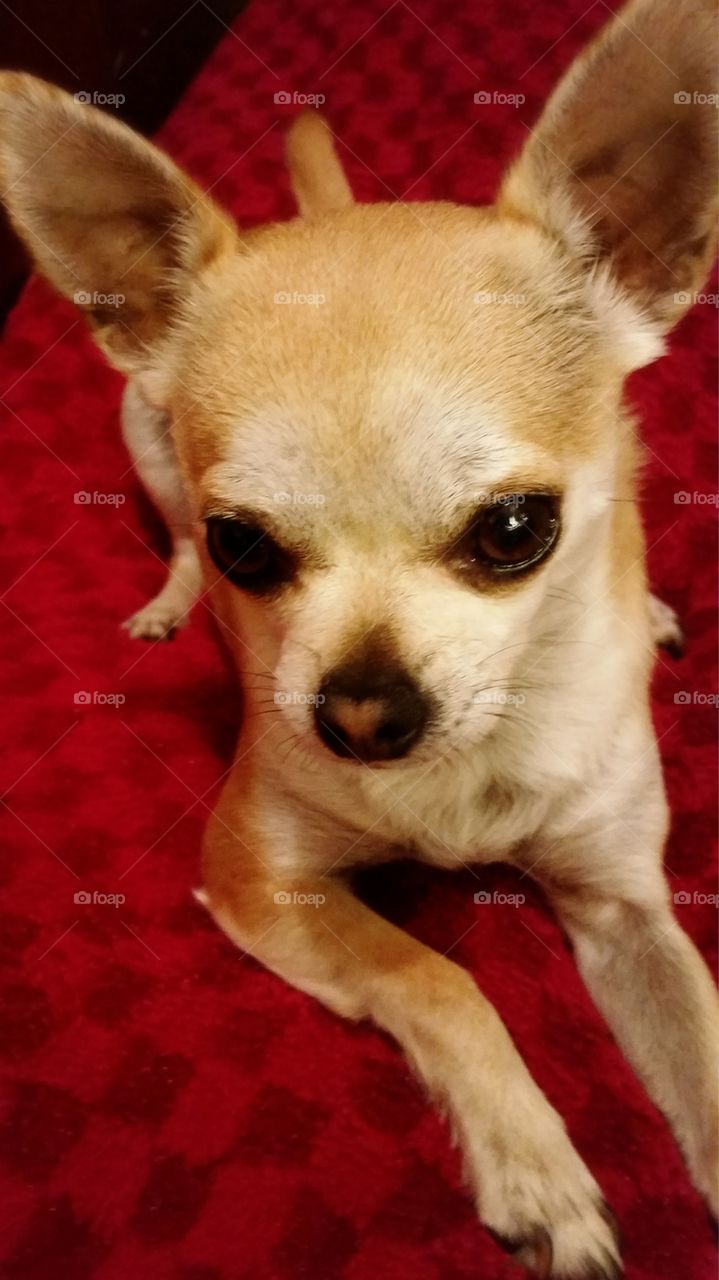 Daisy the chihuahua pug mix. She has a heart on her nose.