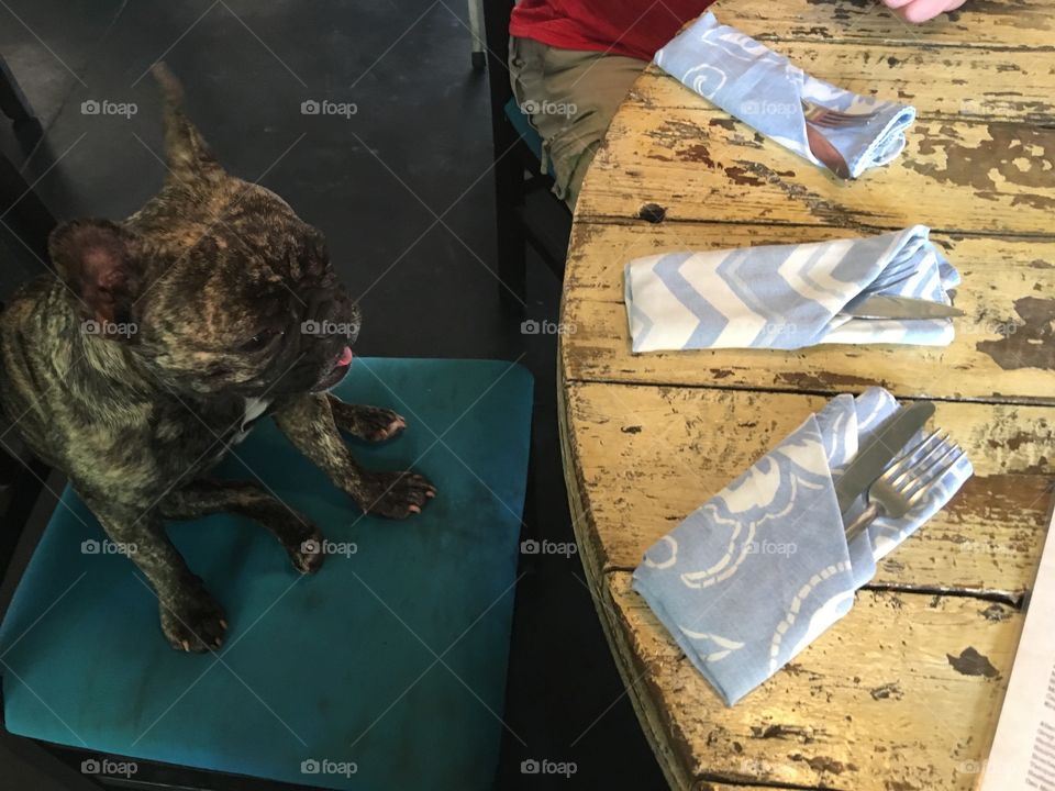 Lola wants to be part of the family at lunch time 