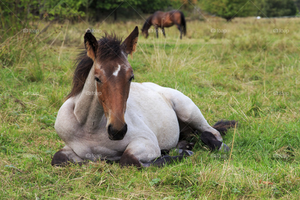 Horse resting in grass