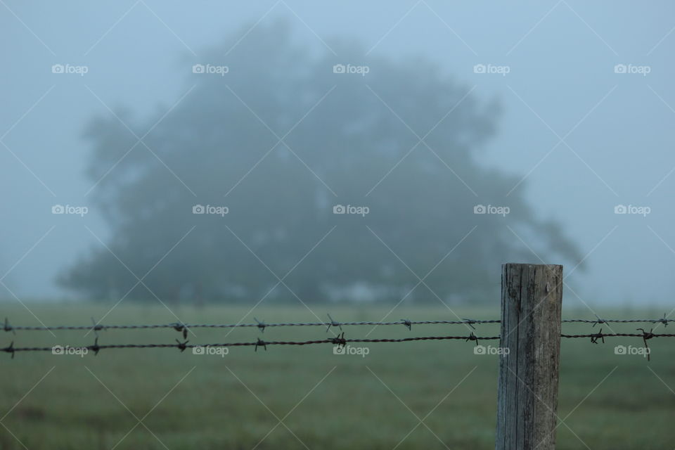 Huge oak tree behind fence post on foggy morning