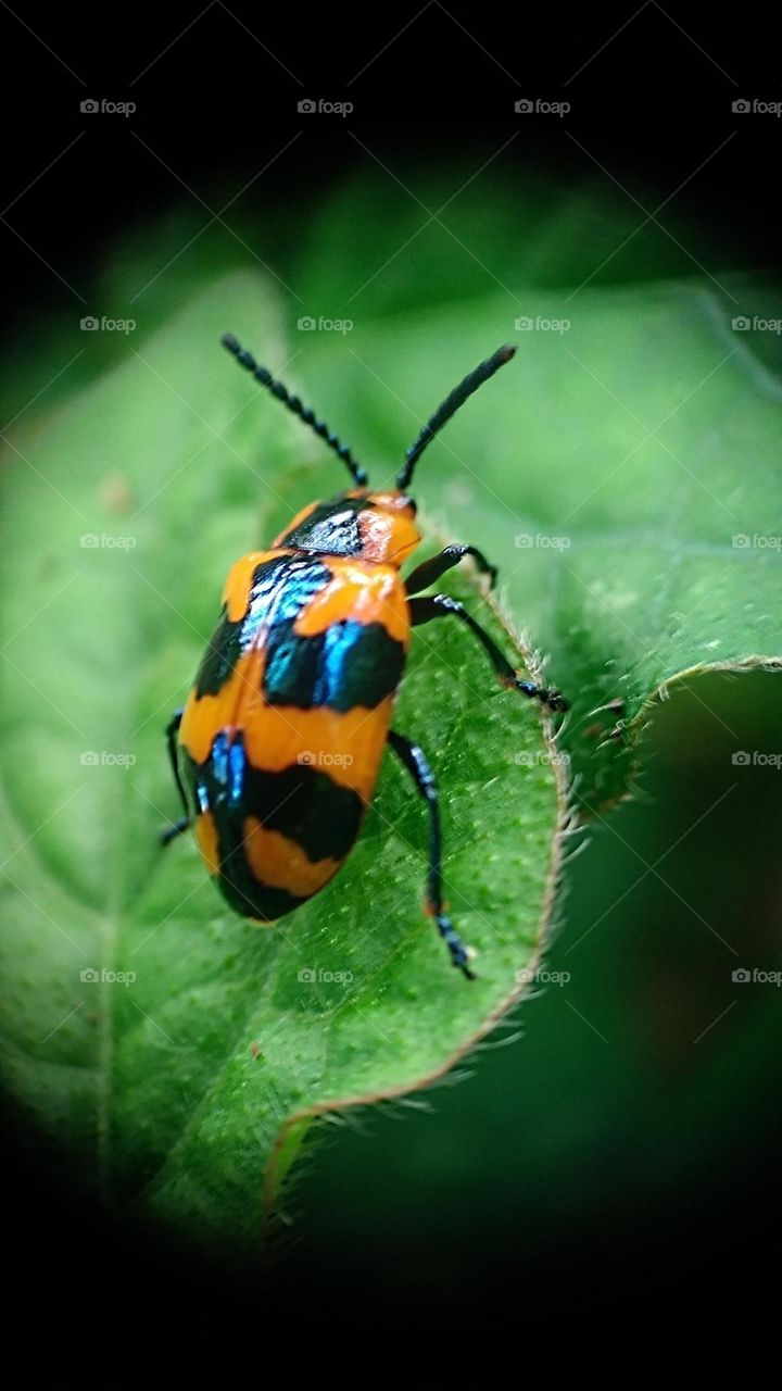 Small insects perched on the leaves.