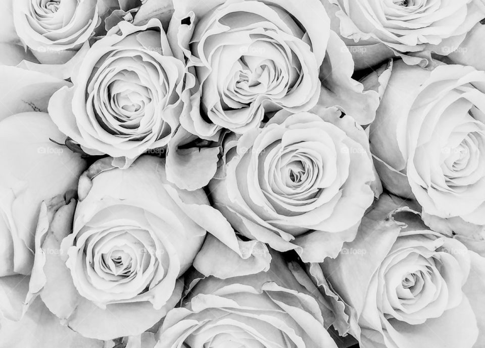 Roses in Black and White
