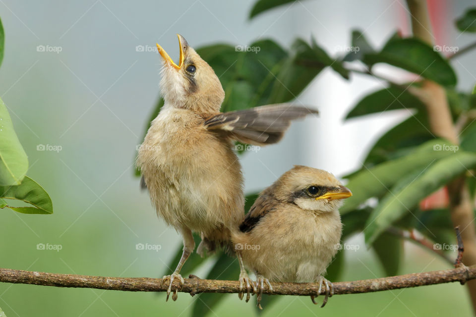 Two cute little birds.