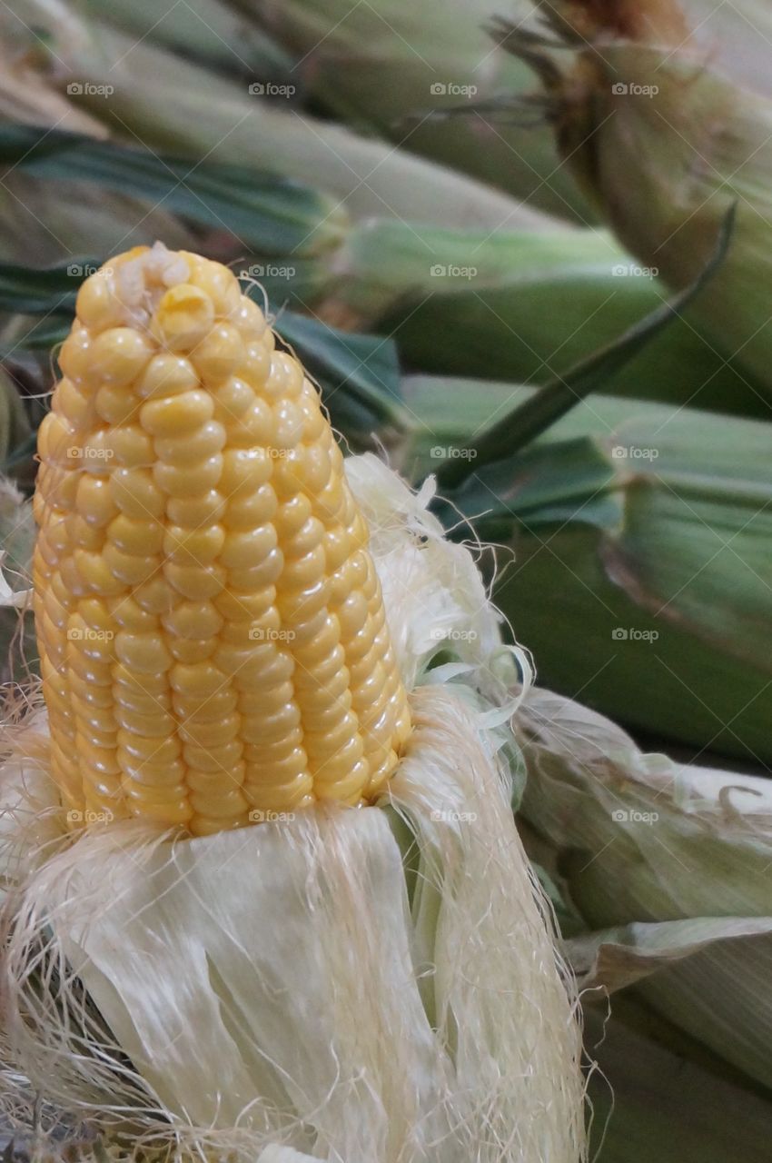 Portrait of corn on the cob. Fresh produce