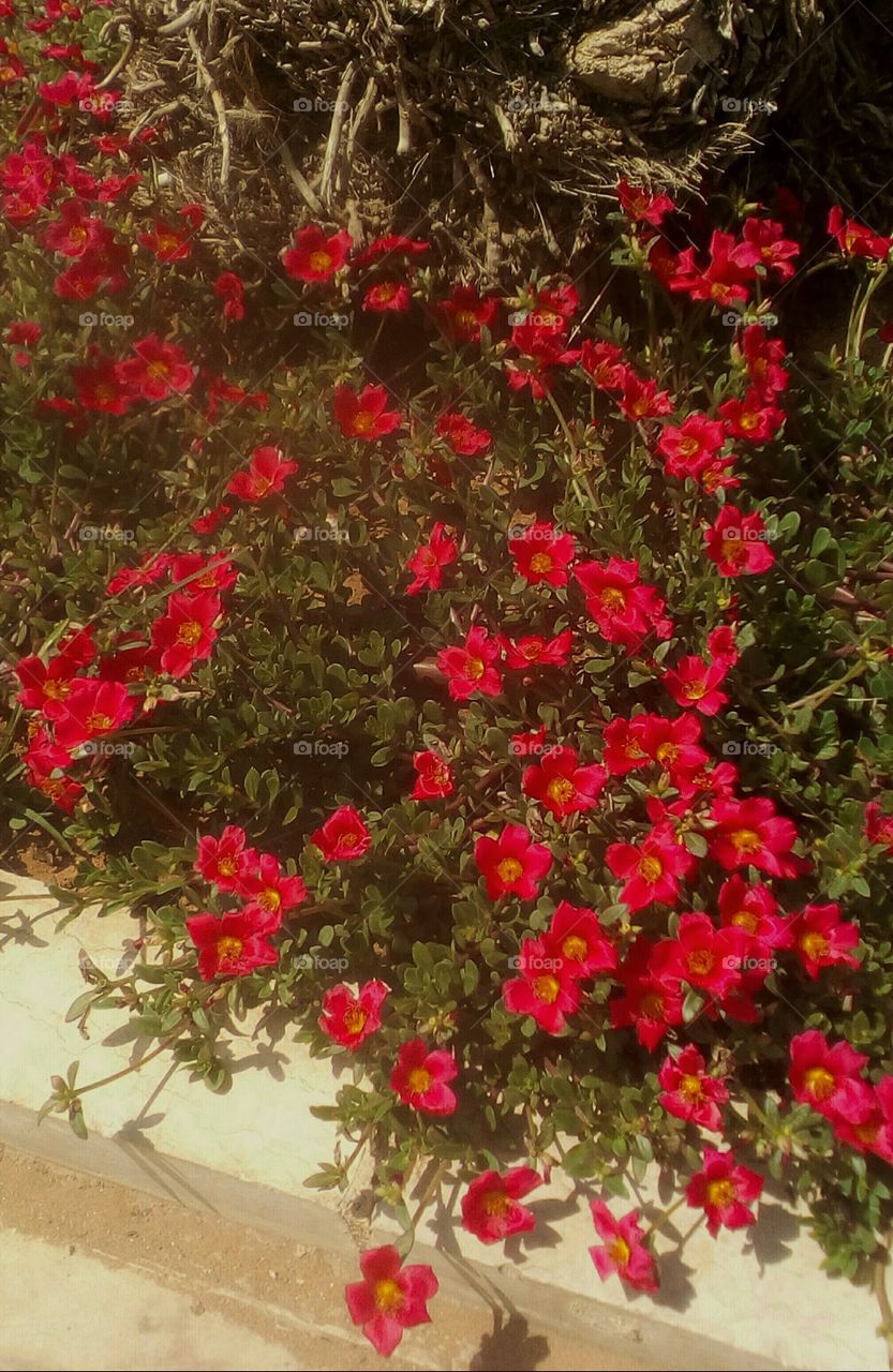 Beautiful red tropical small flowers in garden in sunny day of summer#
It is Vinca red flower