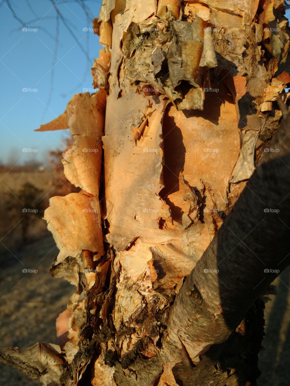 Battered Bark