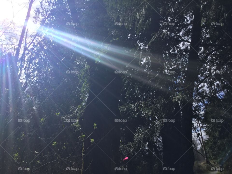 Light shining through the trees at Aldergrove Lake