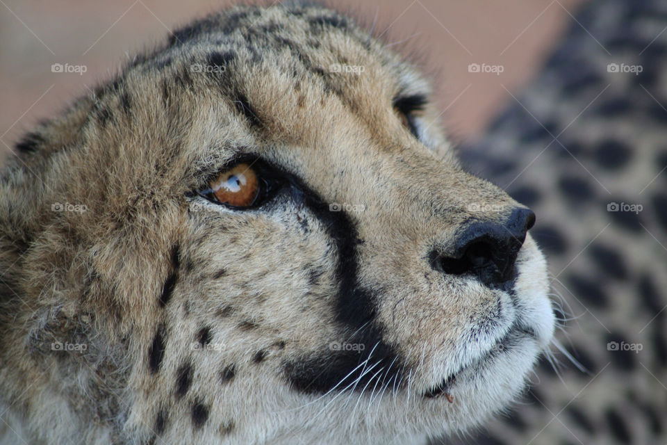 cat animal africa cheetah by geebee