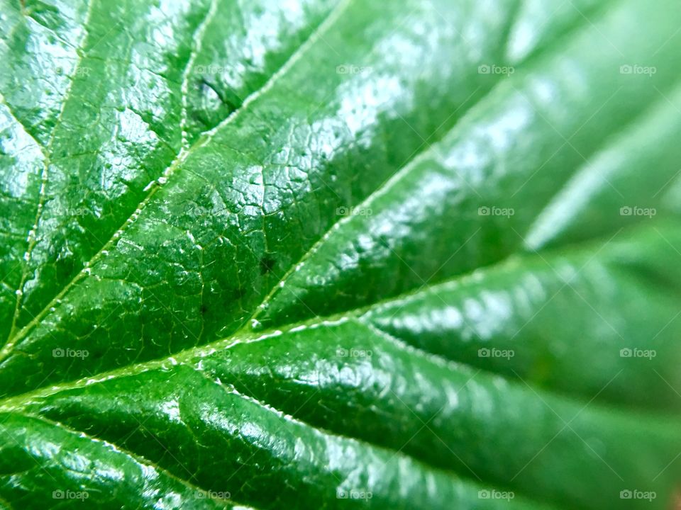Extreme closeup of leaf.