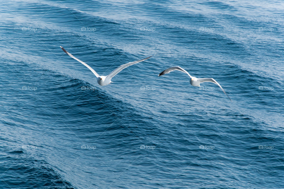 Two seagull flying over the blue sea