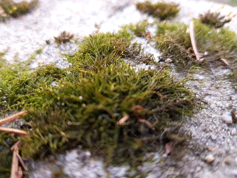 moss on the concrete