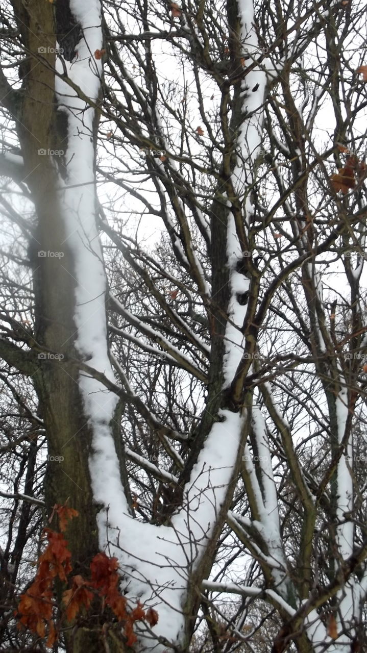 Tree, Wood, Winter, Branch, Nature