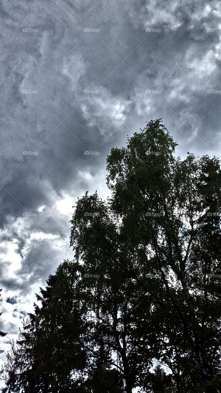 sky and a tree