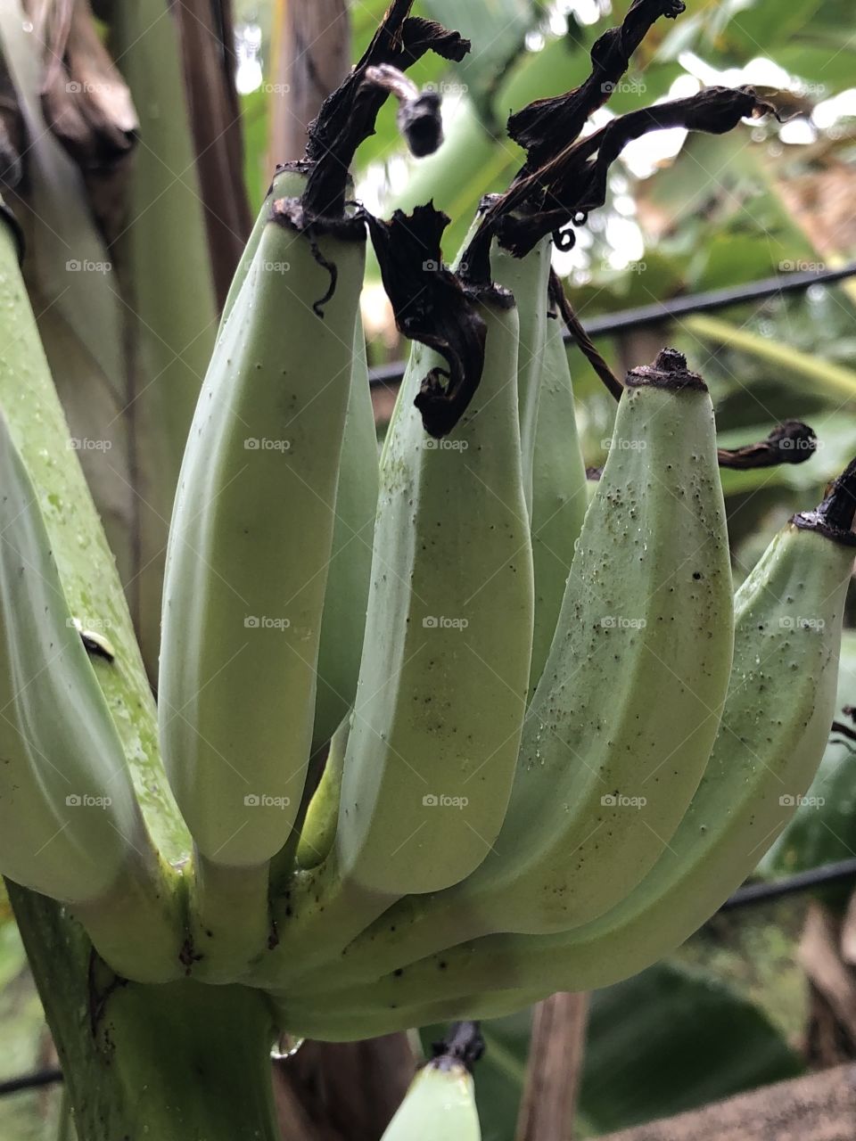 Bananas fruiting 