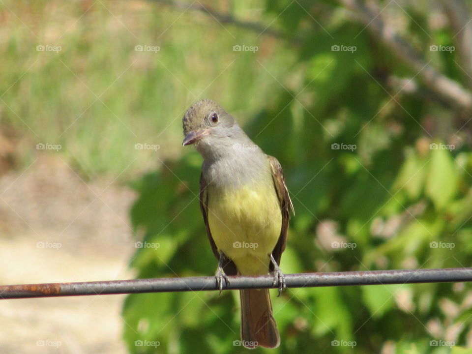 Great crested flycatcher hunting for insects