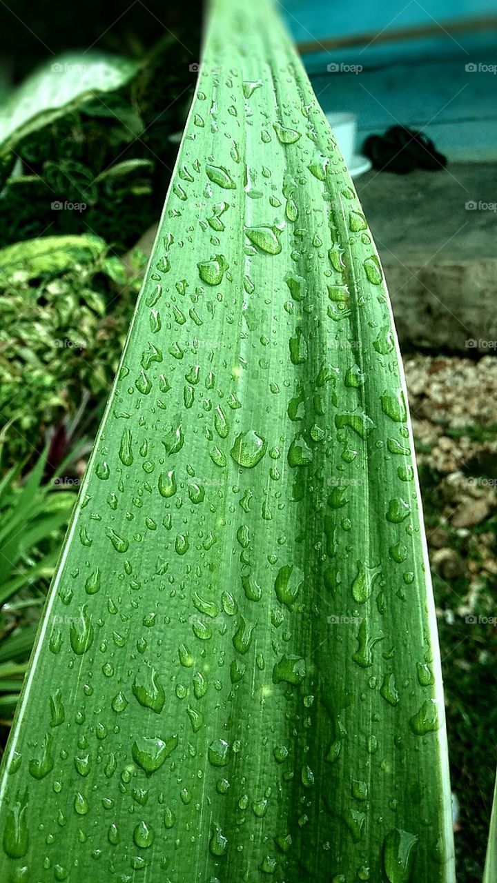 wet leaf, leaves got wet by the water drops after rainy day...