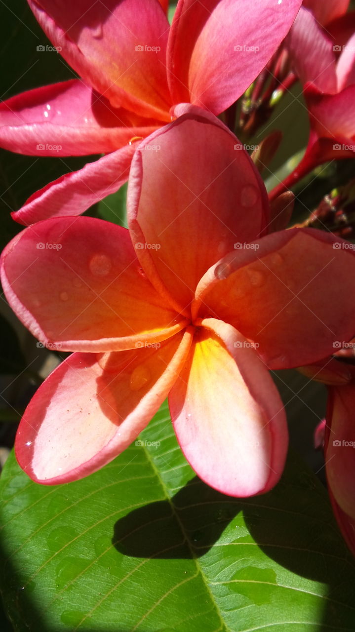 red frangipani