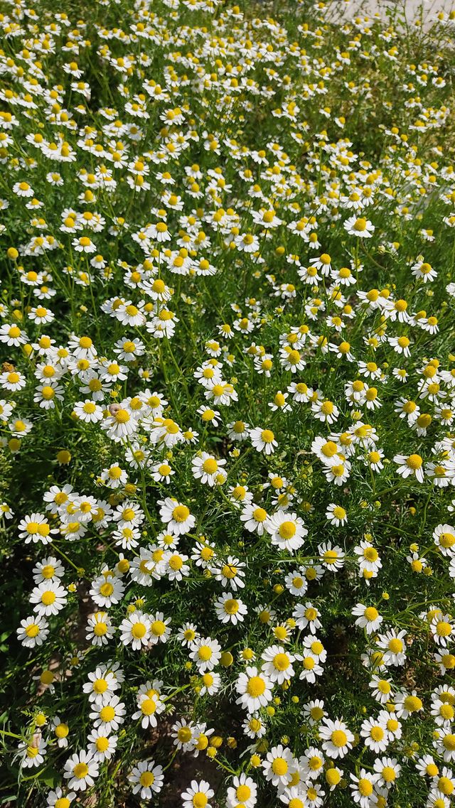 Chamomile field