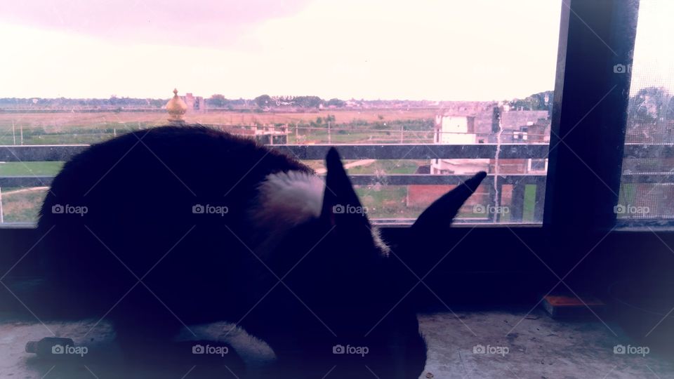 Rabbit peeping down from balcony UP India