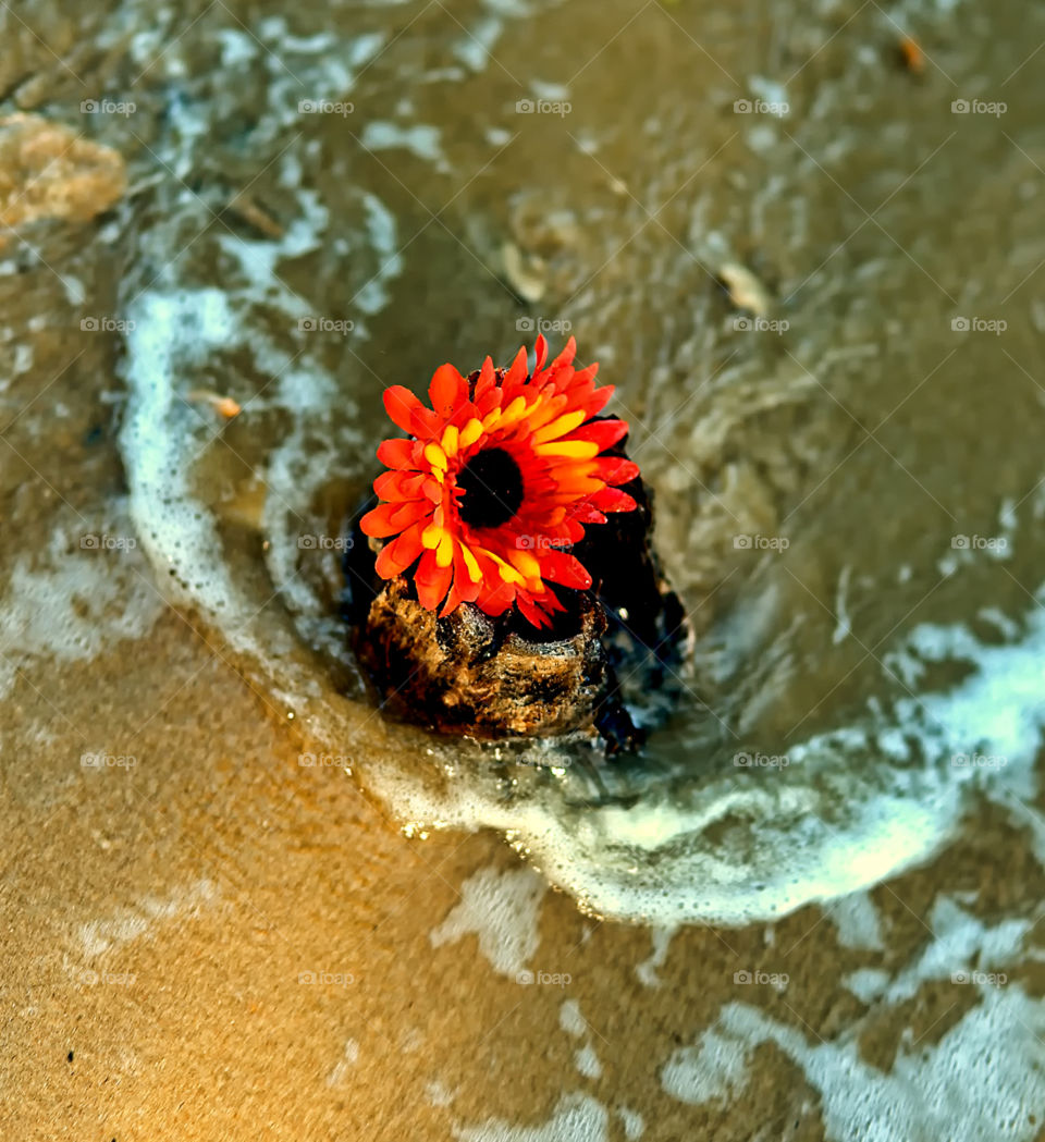 flower at beach