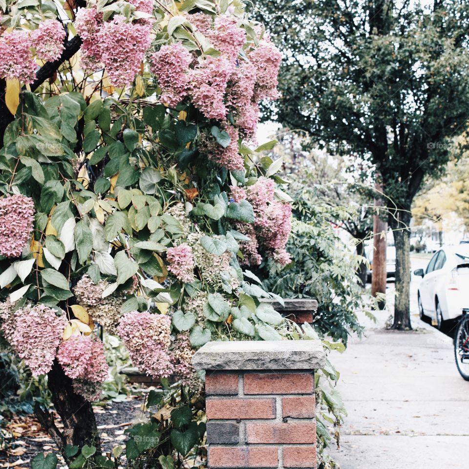 Flower, Garden, No Person, Flora, Leaf