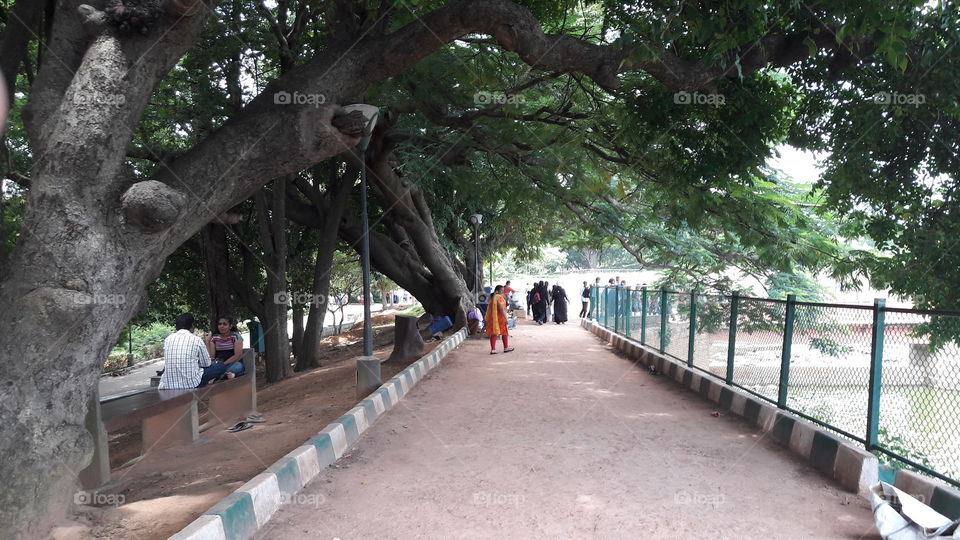 Tree, Park, Landscape, Wood, Environment