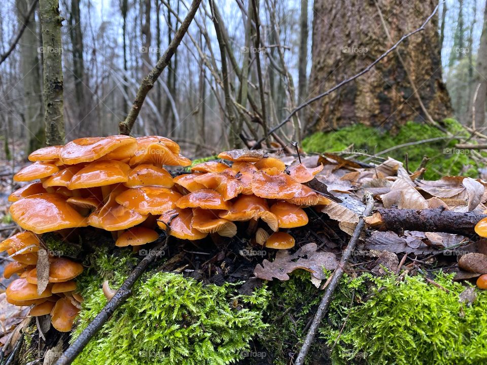 Forest yellow tree mushrooms 