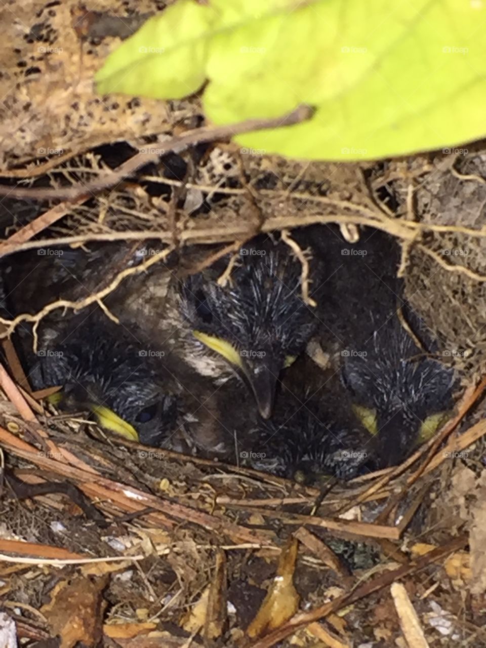 Baby birds 