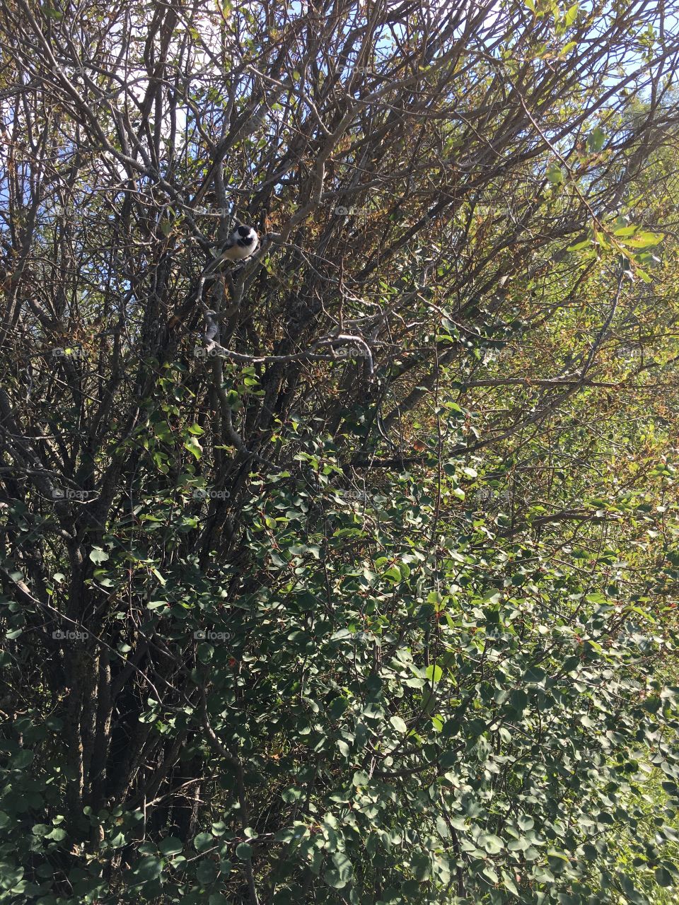 Tree, Nature, Leaf, Wood, Branch