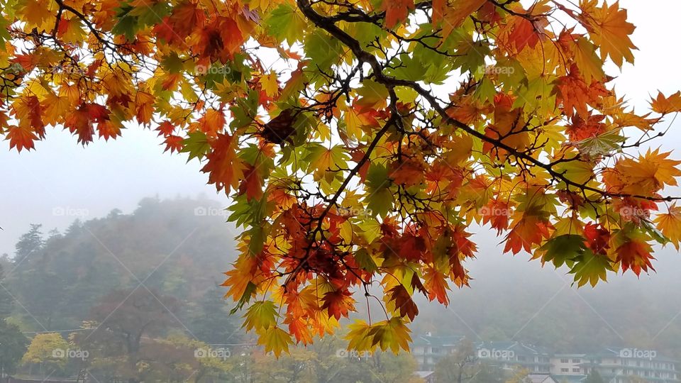 Colorful autumn maple tree leaves