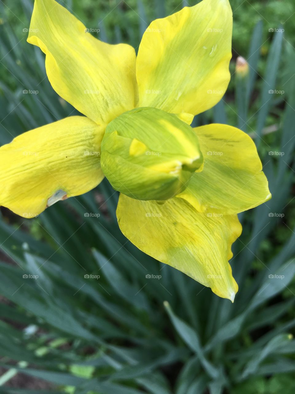 Yellow petals