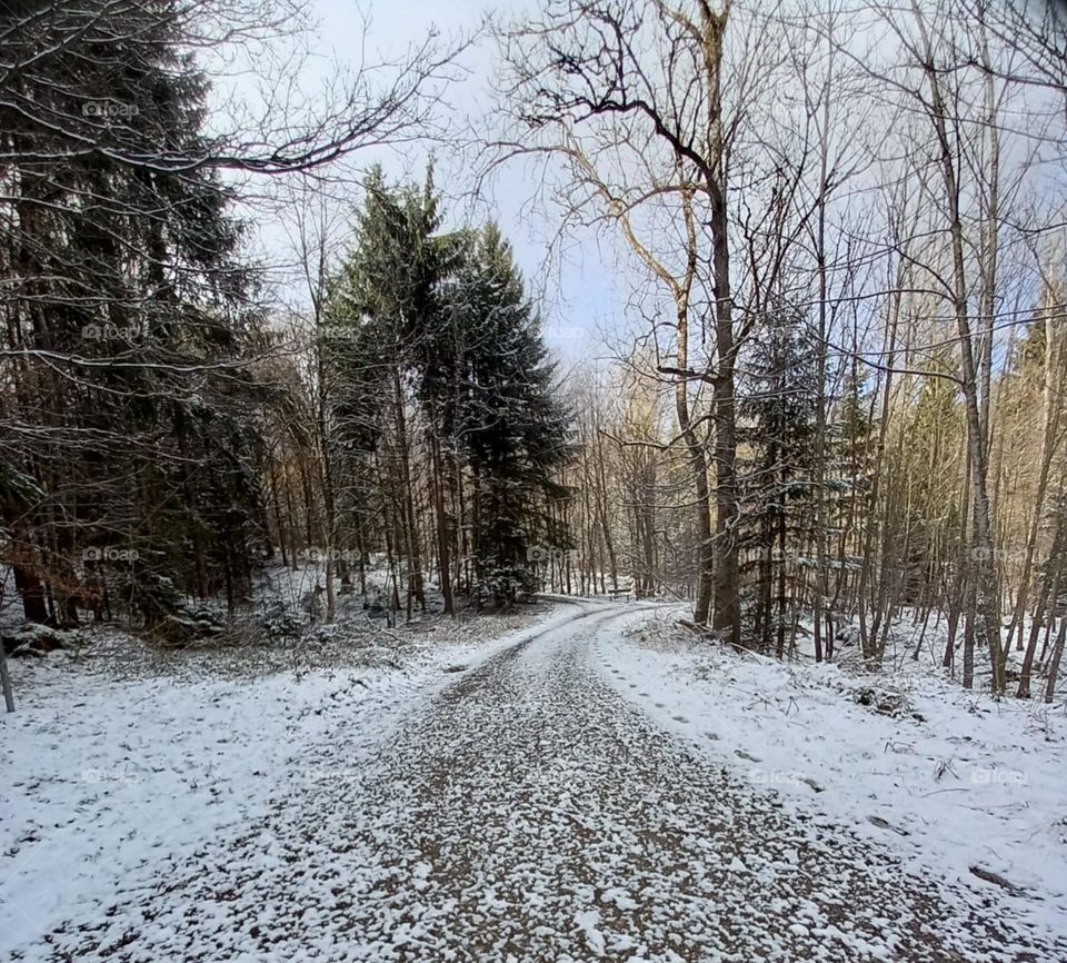 Path Through a Snowy Wood