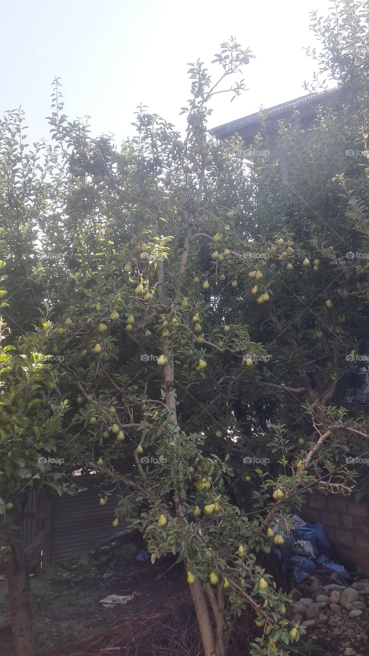 Pears at peak riping time in Apple town Shopian kashmir India .