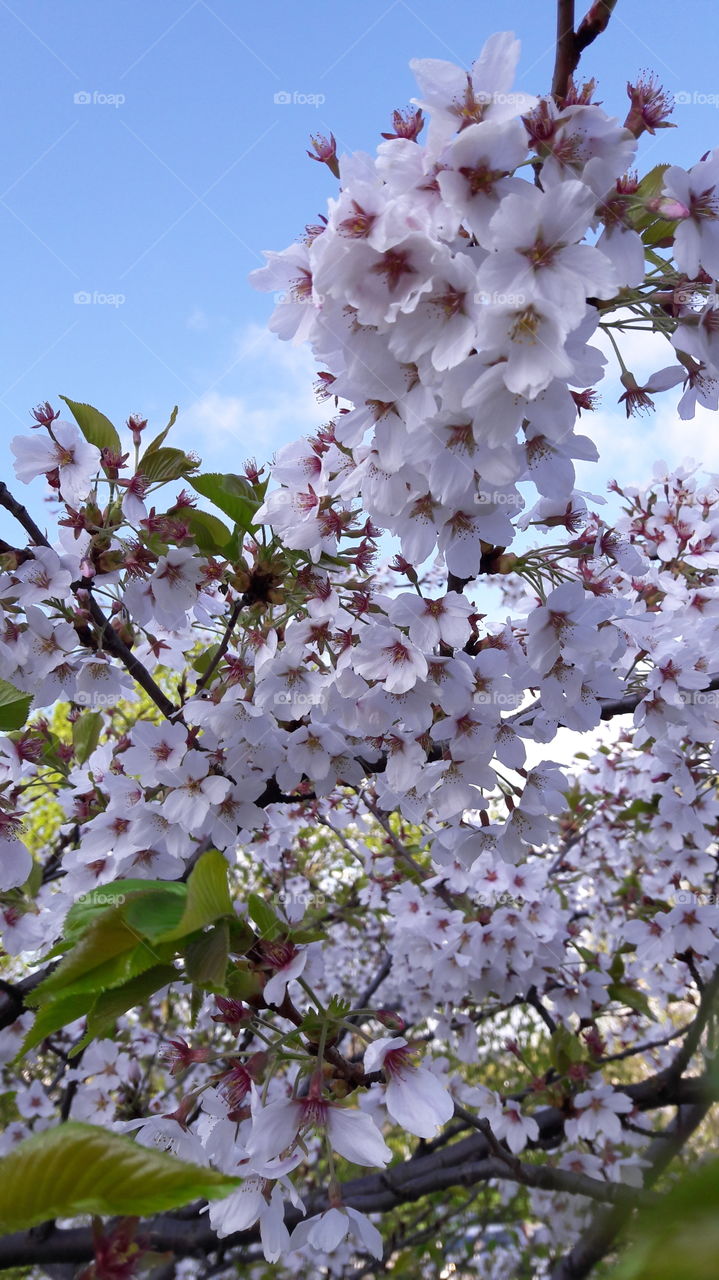 Cherry blossoms are upcoming with the great demand of water as it’s going to burst into fruits.