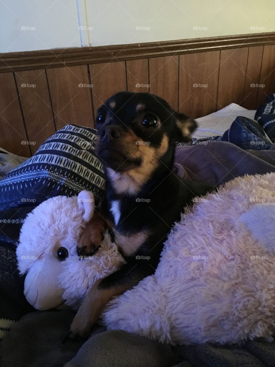 Puppy with stuffed animal.