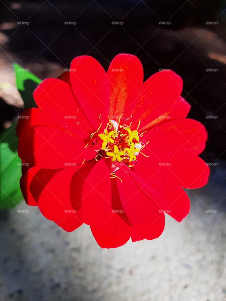 Red Zinnia