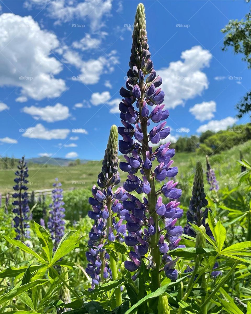 Aspen Lupine 