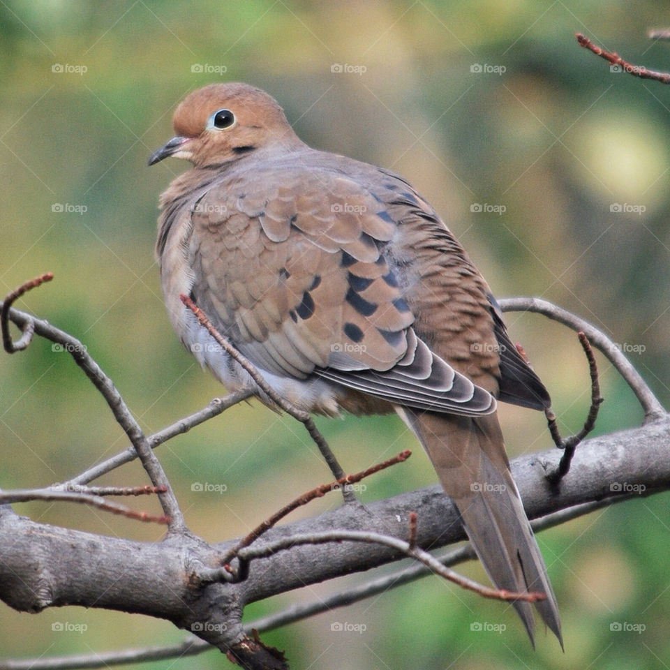Mourning Dove at Rest