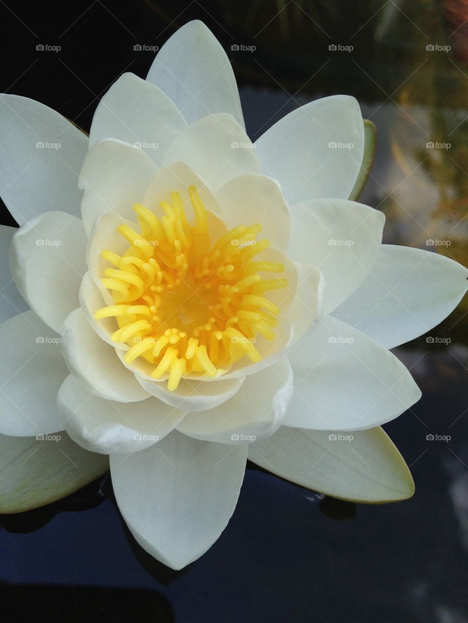 Water lily